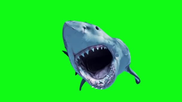 White Shark Attack Loop Front Green Screen Rendering Animation — Stock Video