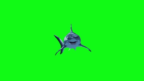 White Shark Swim Fast Green Screen Renderização Animação — Vídeo de Stock