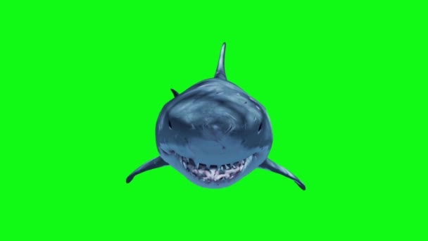 Nager Requin Blanc Boucle Rapide Écran Vert Avant Animation Rendu — Video