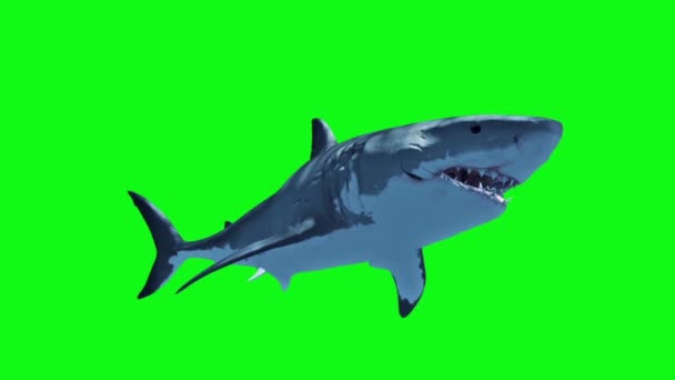 White Shark Swim Fast Loop Tela Verde Renderização Animação — Vídeo de Stock