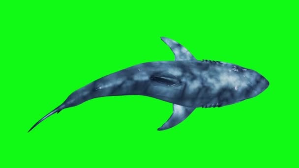 White Shark Swim Fast Loop Top Green Screen Animación Renderizado — Vídeos de Stock