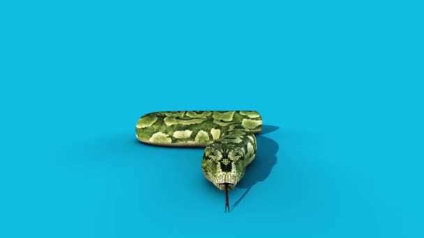 Boa Snake attaque écran bleu avant rendu 3D Animation 