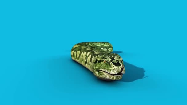 Boa Snake Slithers Écran Bleu Avant Rendu Animation — Video