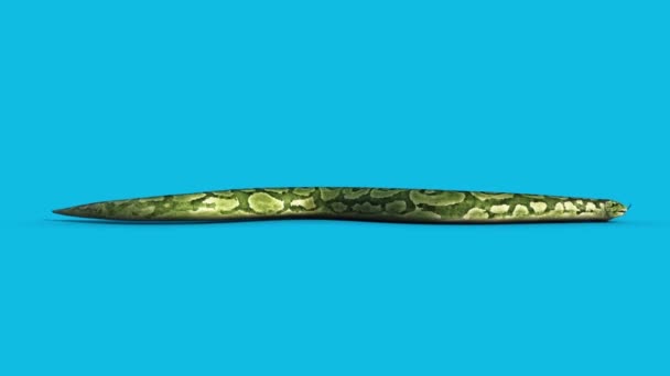 蟒蛇蛇滑蓝屏侧3D 渲染动画特效 — 图库视频影像