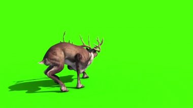 Hayvan Ren geyiği geri yeşil ekran 3d animasyon oluşturma saldırıları