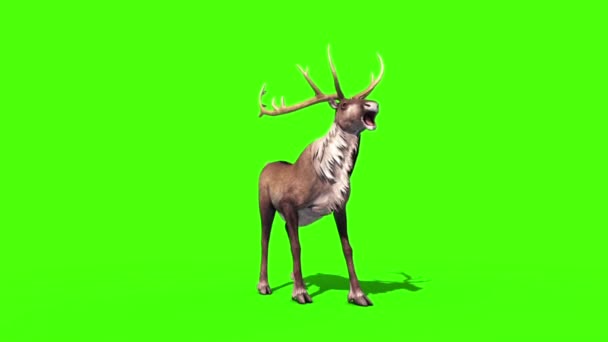 Zvířecí sobů křičí přední zelené obrazovky 3d vykreslování animací