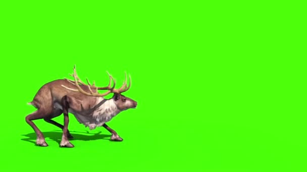 Tier Rentier Greift Seite Grünen Bildschirm Rendering Animation — Stockvideo