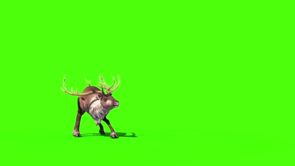 Animal Reindeer Ataques Pantalla Verde Frontal Representación Animación — Vídeos de Stock