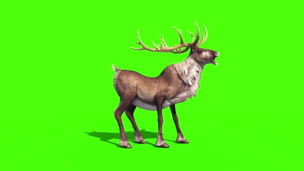 Animal Reindeer Screams Green Screen Rendering Animation — Stock Video