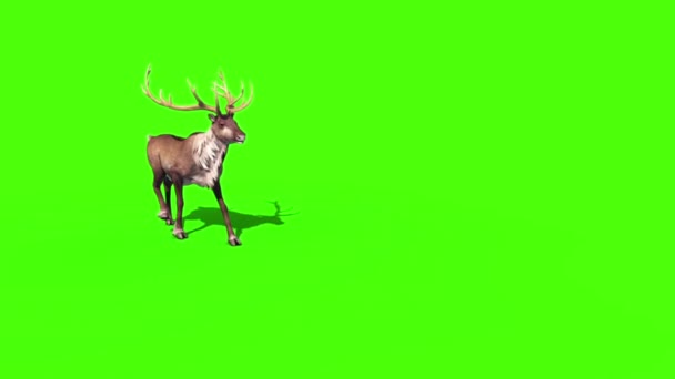 动物驯鹿步行绿色屏幕3D 渲染动画 — 图库视频影像