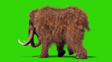 Mamut gerçek kürk Walkcycle Jurassic geri yeşil ekran 3d render animasyon