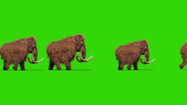 Grup mamut gerçek kürk yürüyüşler Jurassic yan yeşil ekran 3d render animasyon