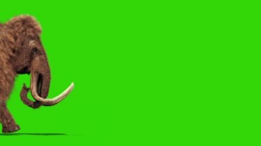 Mamut gerçek kürk yürüyüşler Jurassic yan yeşil ekran 3d render animasyon