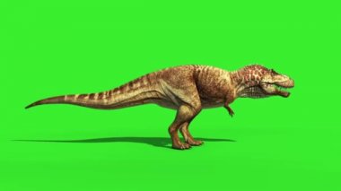 T-Rex Tyrannosaur'u tüylü kükreme yan döngü Jurassic dünya dinozorlar yeşil ekran