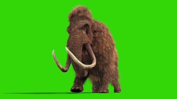 Mamut Real Fur Walkcycle Jurásico Abajo Pantalla Verde Renderizado Animación — Vídeos de Stock