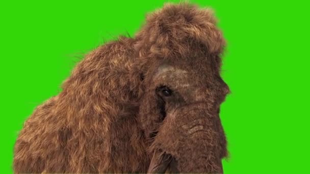 Mamut Gerçek Kürk Walkcycle Jurassic Yakın Yeşil Ekran Animasyon Oluşturma — Stok video