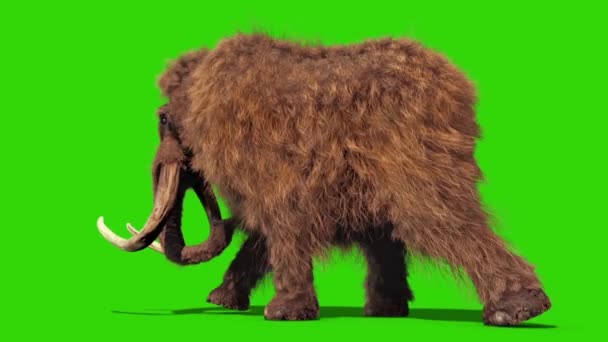 Mammoth Real Fur Walkcycle Jurassic Back Green Screen Rendering Animation — Stock Video