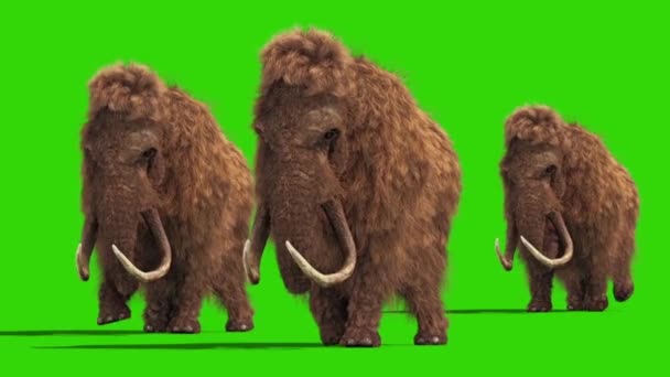 Group Mammoth Real Fur Walkcycle Jurassic Front Green Screen Rendering — Stock Video