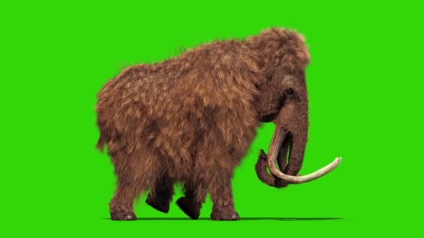 Mamut Real Fur Walkcycle Jurásico Pantalla Verde Renderizado Animación — Vídeo de stock