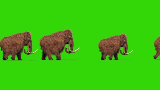 Gruppo Mammut Reale Pelliccia Passeggiate Giurassico Lato Verde Schermo Rendering — Video Stock