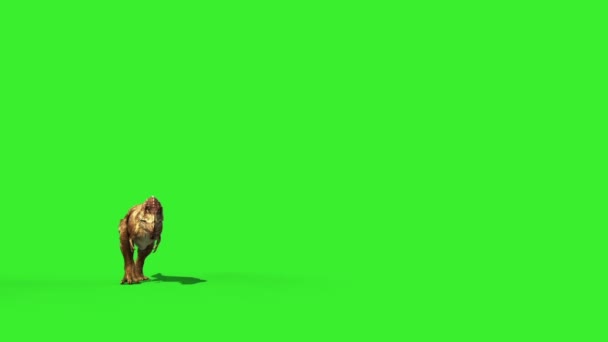 Rex Tyrannosaurier Gefiedert Laufen Jurassic Welt Dinosaurier Green Screen — Stockvideo