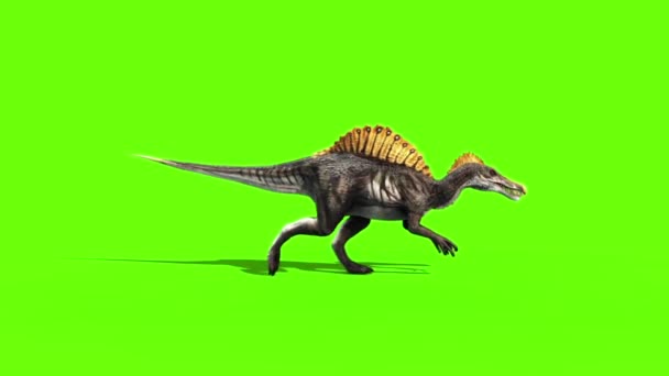 Spinosaurus Walkcycle Dinosauri Side Green Sceen Rendering Animation — Video Stock