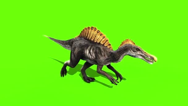 Spinosaurus Walkcycle Dinosaurier Grön Sceen Rendering Animation — Stockvideo