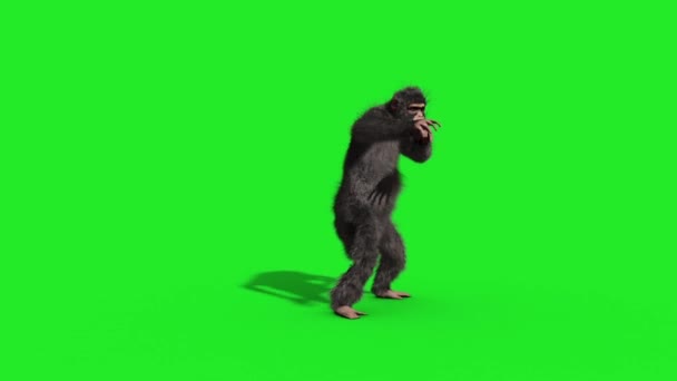 Chimpancé Casa Bailarina Danza Pantalla Verde Representación Animación Animales — Vídeos de Stock