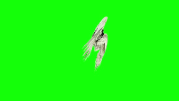 Ángeles Aves Alas Blancas Flapping Side Visualización Pantalla Verde — Vídeo de stock