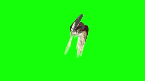 天使の鳥の翼羽 レンダリング緑画面の側を羽ばたき — ストック動画