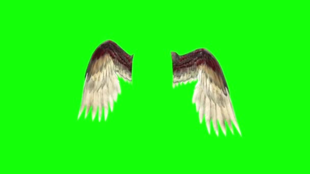 Angels Birds Plumage Flapping Rendering Green Screen — стоковое видео