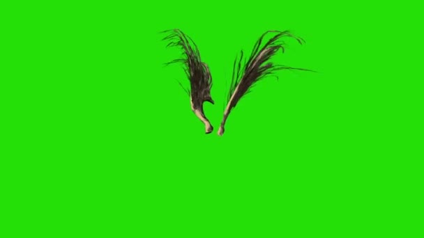 Battement Brun Plumes Ailes Écran Vert Rendu Animation — Video