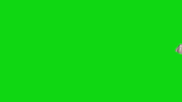 ゴースト ポルターガイスト幽霊妖怪移動左緑画面表示 アニメーションをレンダリング — ストック動画