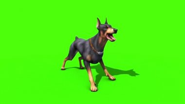 Doberman kabuk döngü yeşil ekran 3d render animasyon hayvanlar köpek
