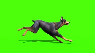 Doberman Runcycle yan yeşil ekran 3d render animasyon hayvanlar köpek