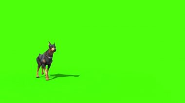 Doberman yürüyüşler açık yeşil ekran 3d render animasyon hayvanlar köpek