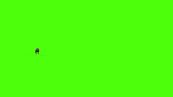 Dieren Hond Doberman Runs Front Groen Scherm Rendering Animatie — Stockvideo