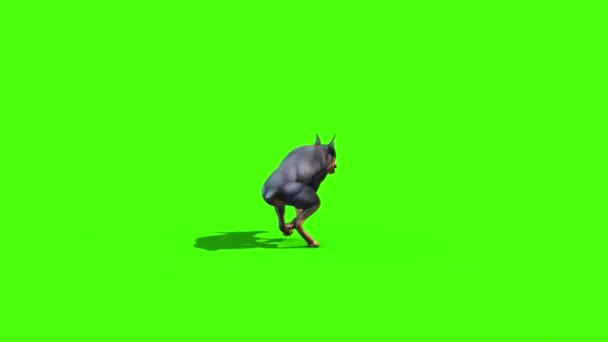 Dieren Hond Doberman Runs Terug Groen Scherm Rendering Animatie — Stockvideo