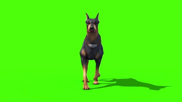 Dieren Hond Doberman Walkcycle Front Groen Scherm Rendering Animatie — Stockvideo