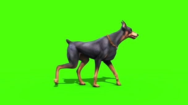 Animals Dog Doberman Walkcycle Green Screen Animation de rendu 3D 