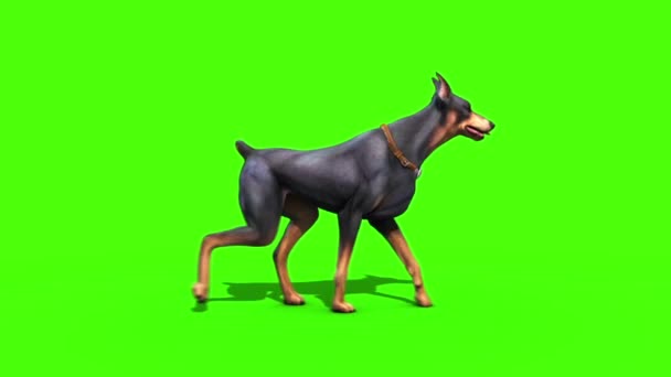 Zwierzęta Pies Doberman Walkcycle Zielony Ekran Renderowania Animacji — Wideo stockowe