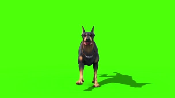 Animals Dog Doberman Runcycle Front Green Screen Rendering Animation — Stock Video