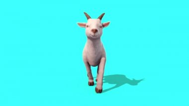 Keçi Walkcycle hayvan açık mavi ekran 3d render animasyon
