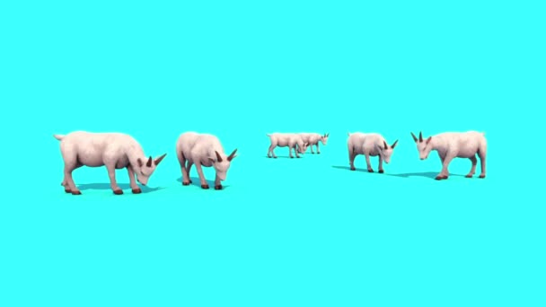 Grupo Caprino Graze Animal Blue Screen Rendering Animation — Vídeo de stock