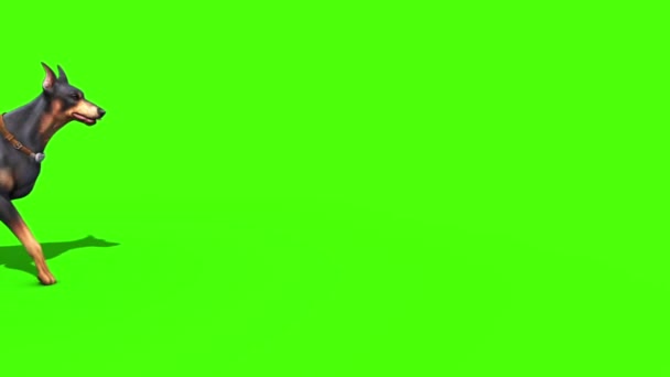 Animais Dog Doberman Caminha Lado Verde Tela Renderização Animação — Vídeo de Stock