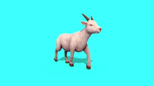 Cabra Walkcycle Animal Blue Screen Rendering Animation — Vídeos de Stock