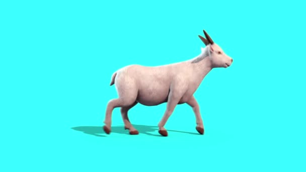 Passeio Cabra Animal Side Blue Screen Rendering Animação — Vídeo de Stock