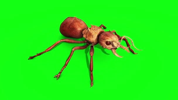 蚂蚁昆虫攻击顶绿色屏幕3D 渲染动画 — 图库视频影像