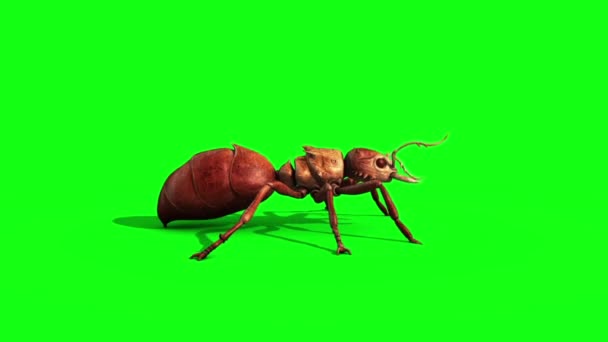 Ant Napadení Hmyzem Straně Zelené Obrazovky Vykreslování Animací — Stock video