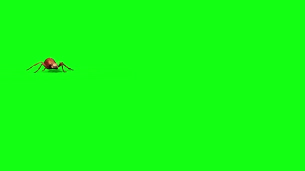 Ant Insect Walks Green Screen Animation de rendu 3D 